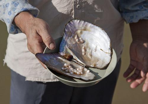 Когда родился жемчуг?